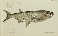 An illustration from (Tafeln) (1784)