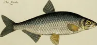 An illustration from (Tafeln) (1784)