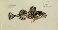 An illustration from (Tafeln) (1784)