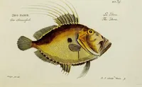 An illustration from (Tafeln) (1784)