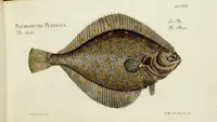 An illustration from (Tafeln) (1784)
