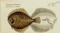 An illustration from (Tafeln) (1784)