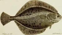 An illustration from (Tafeln) (1784)