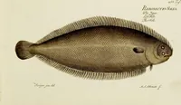 An illustration from (Tafeln) (1784)