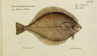 An illustration from (Tafeln) (1784)