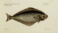 An illustration from (Tafeln) (1784)