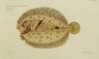 An illustration from (Tafeln) (1784)