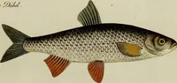 Picture 5 of 90 from (Tafeln) (1784), leaf 5