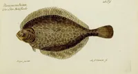 Picture 46 of 90 from (Tafeln) (1784), leaf 50