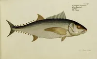 An illustration from (Tafeln) (1784)