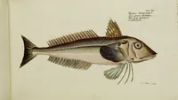 An illustration from (Tafeln) (1784)