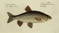 An illustration from (Tafeln) (1784)