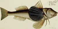 An illustration from (Tafeln) (1784)