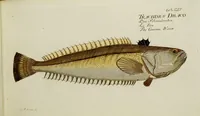 An illustration from (Tafeln) (1784)