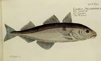 An illustration from (Tafeln) (1784)