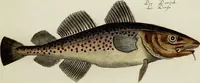 An illustration from (Tafeln) (1784)