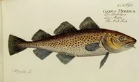 An illustration from (Tafeln) (1784)