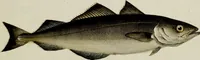 An illustration from (Tafeln) (1784)