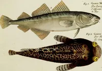 An illustration from (Tafeln) (1784)