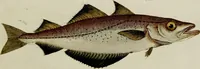 An illustration from (Tafeln) (1784)