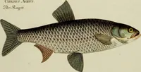 An illustration from (Tafeln) (1784)