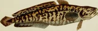An illustration from (Tafeln) (1784)