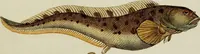 An illustration from (Tafeln) (1784)