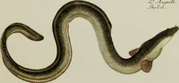 An illustration from (Tafeln) (1784)