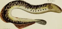 An illustration from (Tafeln) (1784)