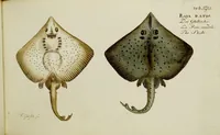 An illustration from (Tafeln) (1784)