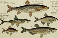 An illustration from (Tafeln) (1784)