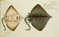 An illustration from (Tafeln) (1784)