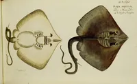 Picture 67 of 90 from (Tafeln) (1784), leaf 81
