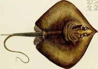 An illustration from (Tafeln) (1784)