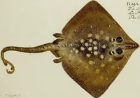 An illustration from (Tafeln) (1784)