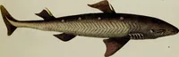 An illustration from (Tafeln) (1784)