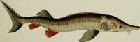 An illustration from (Tafeln) (1784)