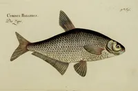 An illustration from (Tafeln) (1784)