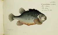 An illustration from (Tafeln) (1784)