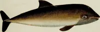 An illustration from (Tafeln) (1784)