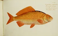 An illustration from (Tafeln) (1784)