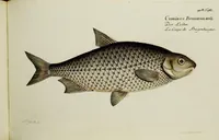 An illustration from (Tafeln) (1784)