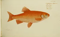An illustration from (Tafeln) (1784)
