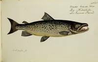 An illustration from (Tafeln) (1784)