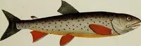 An illustration from (Tafeln) (1784)