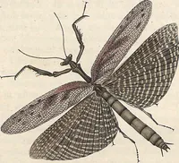 An illustration from Orthoptera: Cum Tabulis LX Coloratis (1841)