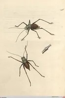 An illustration from Orthoptera: Cum Tabulis LX Coloratis (1841)