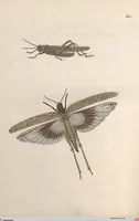An illustration from Orthoptera: Cum Tabulis LX Coloratis (1841)