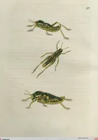An illustration from Orthoptera: Cum Tabulis LX Coloratis (1841)