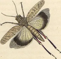 An illustration from Orthoptera: Cum Tabulis LX Coloratis (1841)